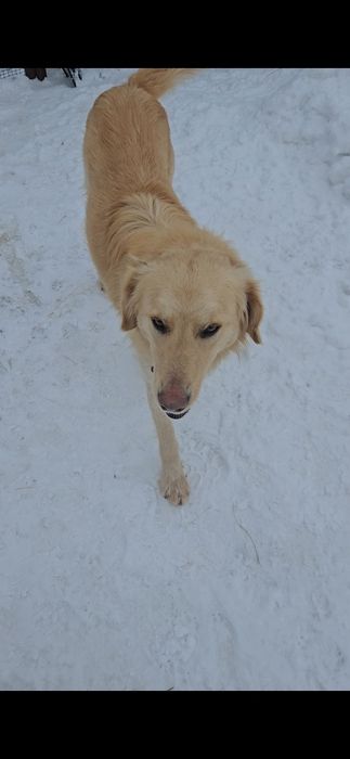 Найдена собака в п.Жайык 2