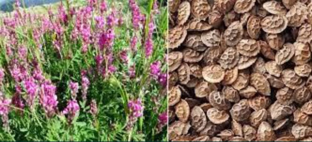 Продаем семена Эспарцет