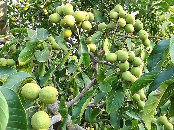 Nuc Carpatica, Marele Moldovenesc Nuc Chandler livrare prin curier diverse soiuri de aluni