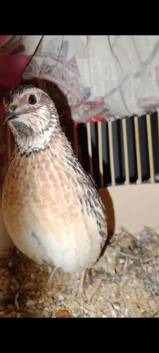 Bedona italia sayroqi