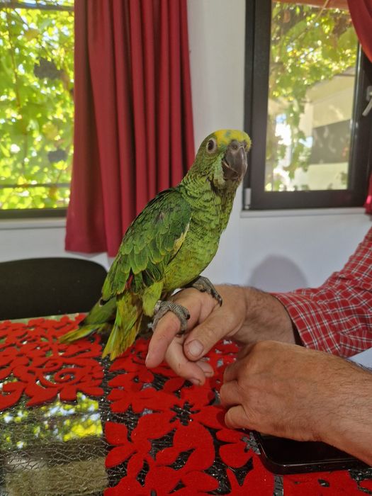 Papagali amazon fruntea albarsta , aestiva