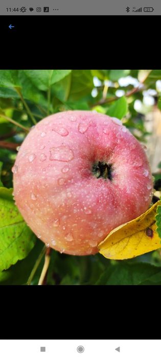 Продам дачу сад Здоровье