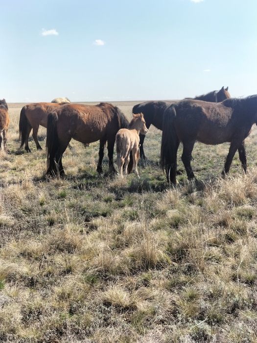 Сауын бие сатылады