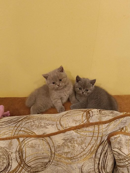 Британски сладки котенца