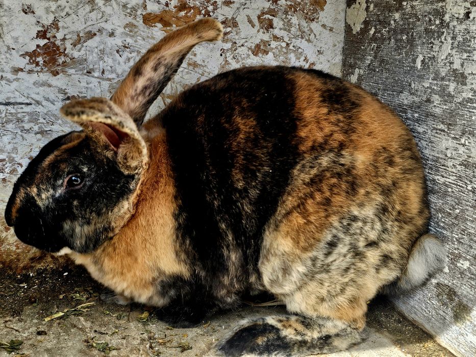 De vânzare:Iepuri 3.5 luni