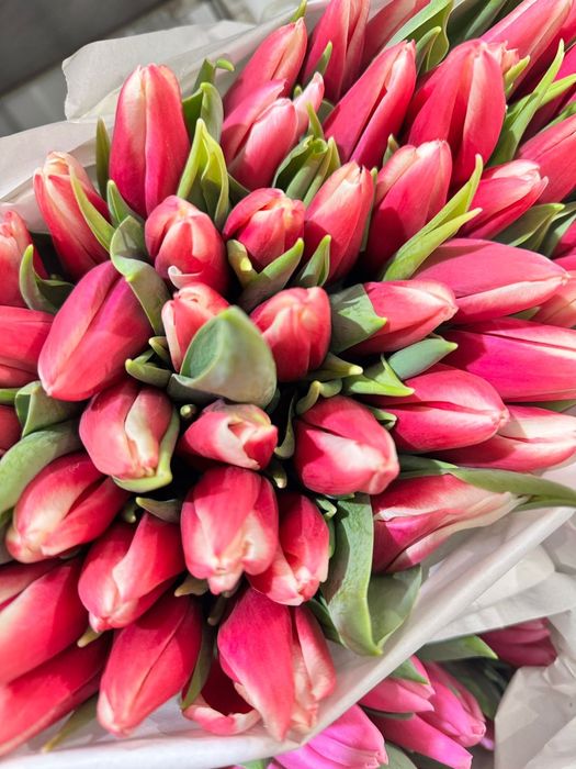 Предзаказ на тюльпаны высшего сорта по 700