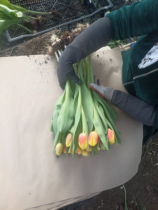 Тюльпаны оптом алматинские