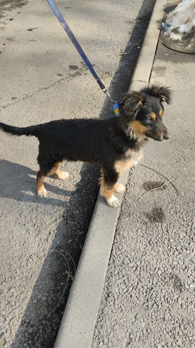 Щенок - подросток(девочка)