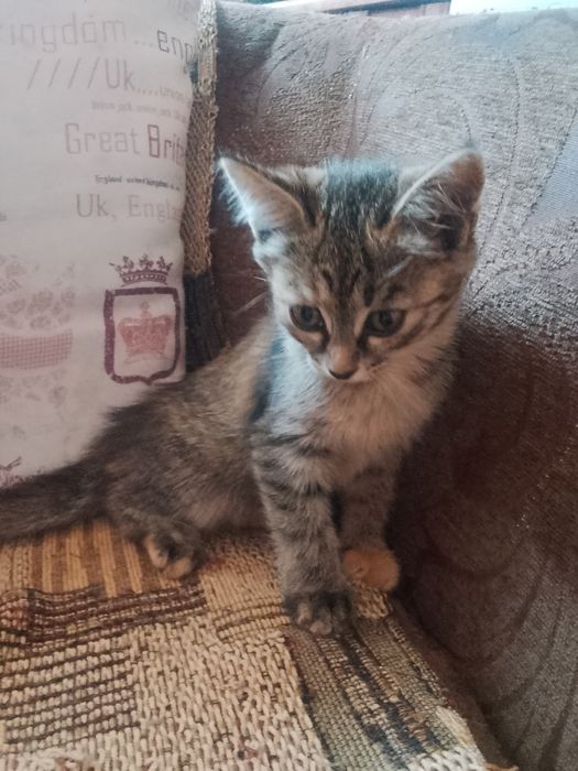 Кошечка воспитанная бесплатно