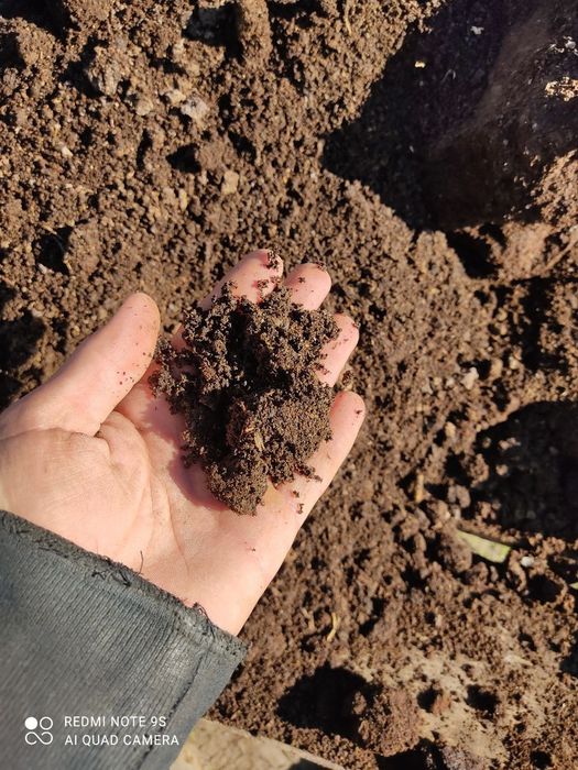 Гунг навоз чиринди