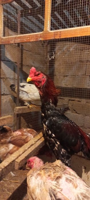 Дакан 1,6 мес. кореец