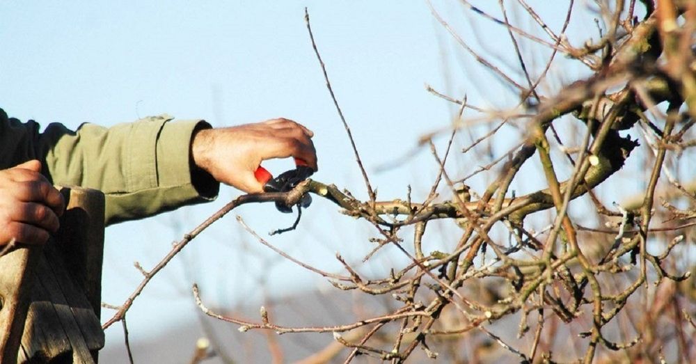 Дарахтни кесиш кайчилаш дарахтга шакл бериш хизматлари мавжуд