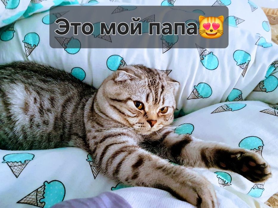 Продаётся котёнок девочка