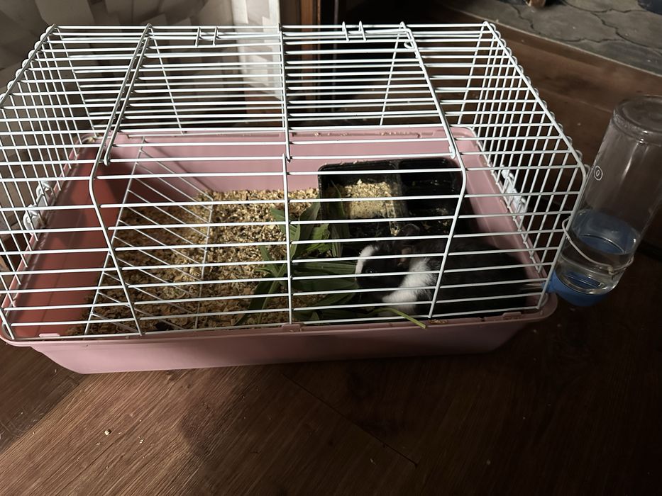 продаётся декоративный кролик к ручной сам приучил ходет по дому споко