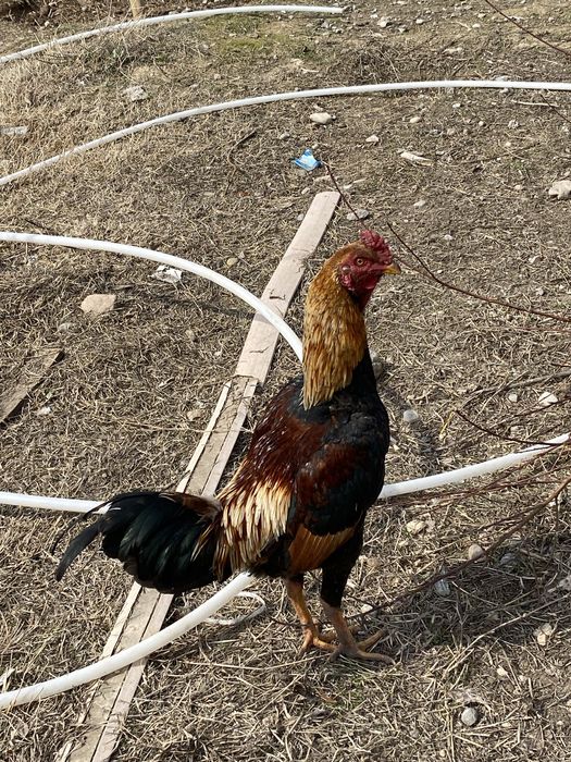 Бойцовый тауықтар дакан қораз