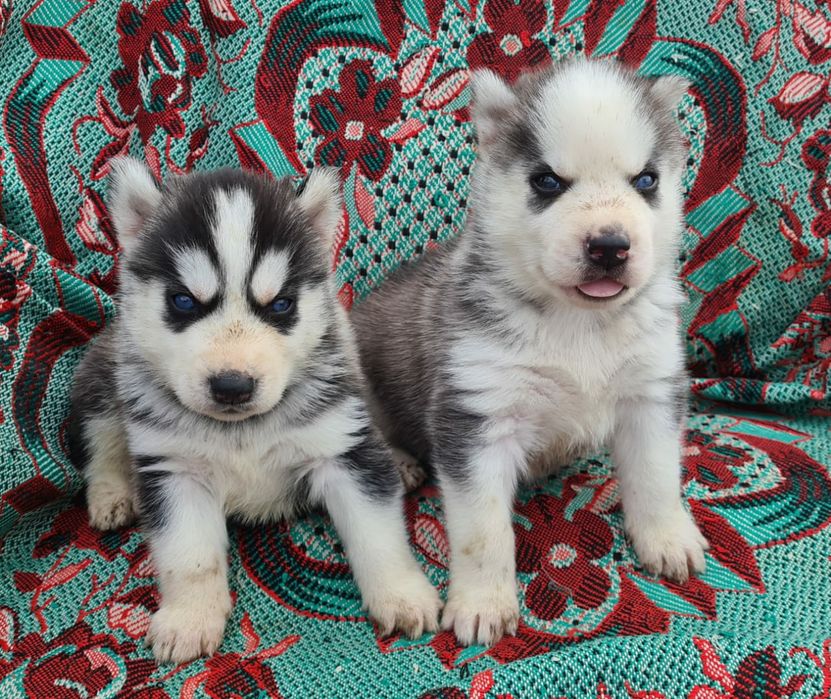 Продам щенков сибирской хаски.