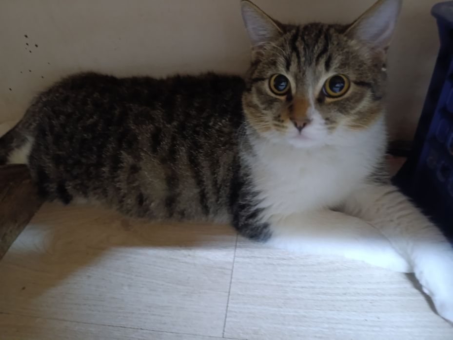 Которебенок в надёжные руки