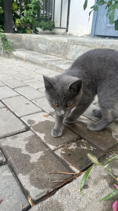 Котенок красивый