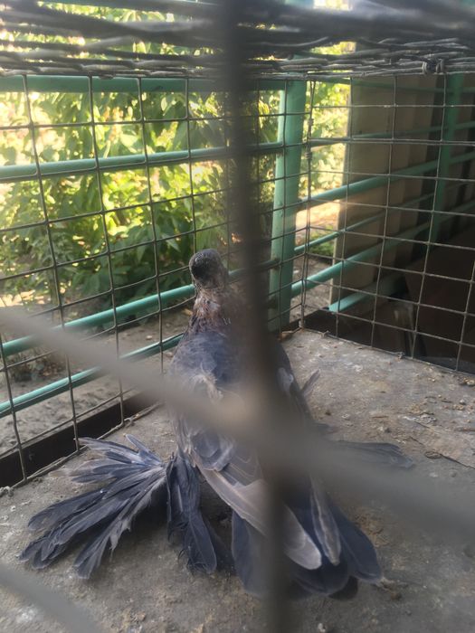 Продам самца кишмиш молодой