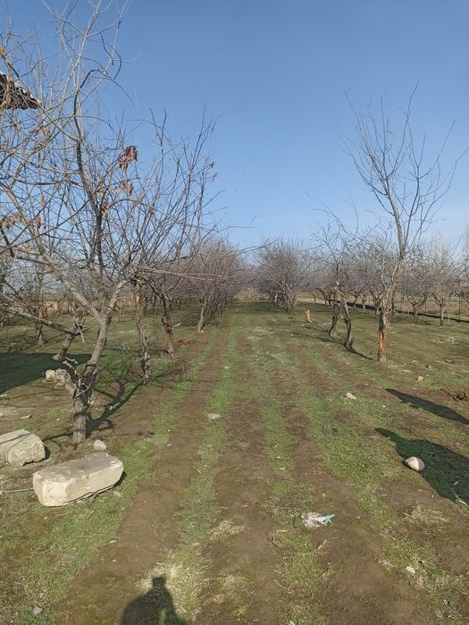 Otin sotiladi daraxt