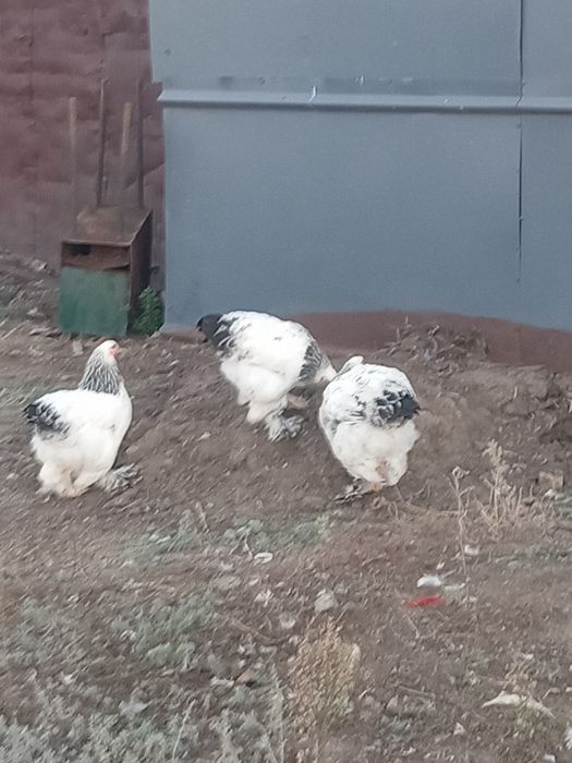 продам кур и петухов