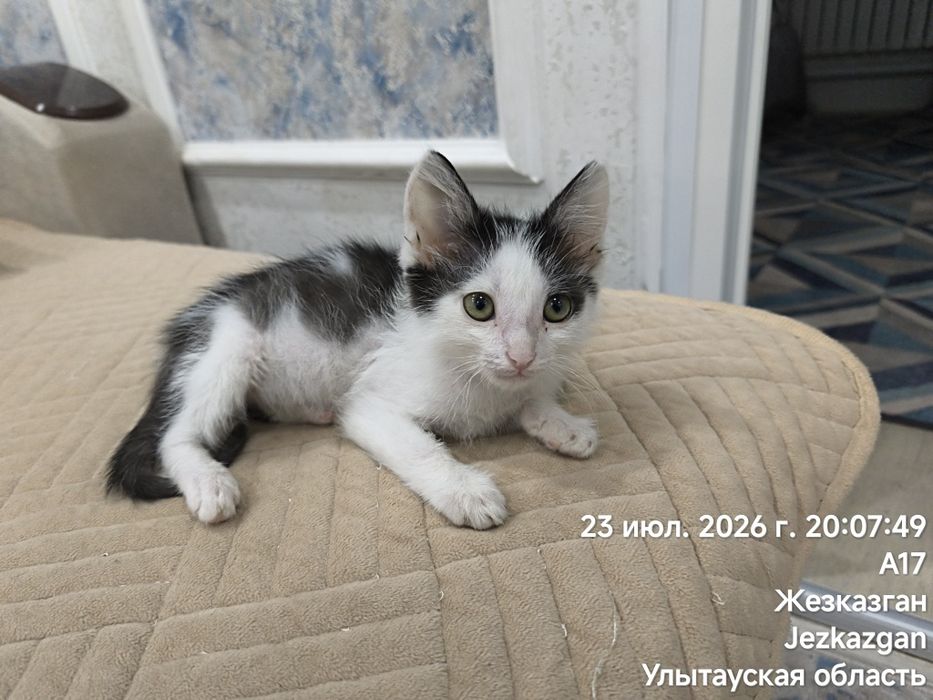 Привезу котёнка, будущий крысолов