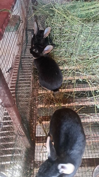 Iepuri rex rasa pura