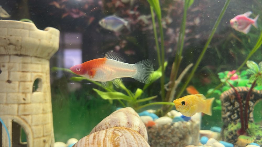 Продам рыбки мирные
