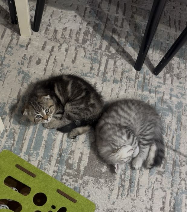 Шотландский котенок