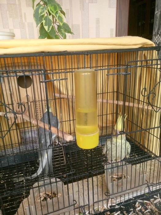 Животные птицы попугаи карелла с клеткой большой пара имеется гнездо и