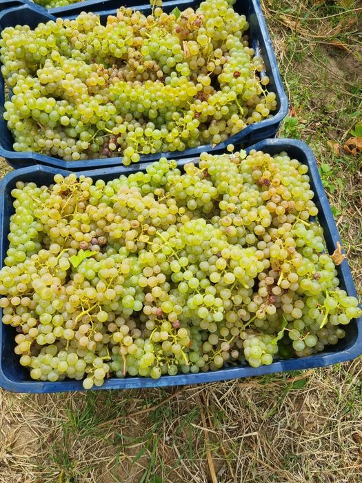 Struguri de vin deținem vie proprie