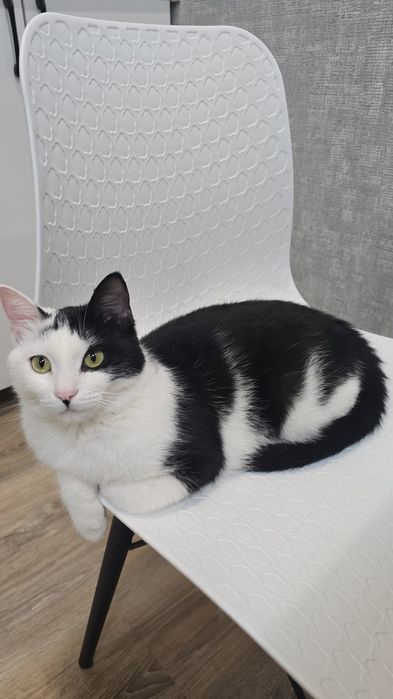 Отдам в хорошие руки