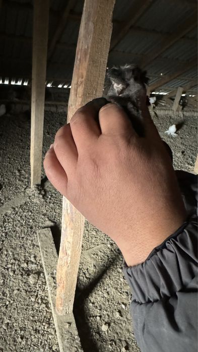 Голубь(кептер)