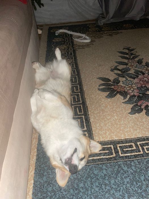 Продам корги девочка 9 мес