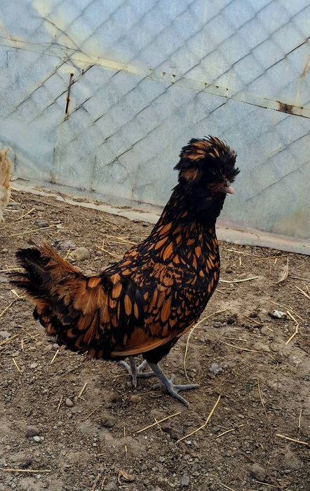 Motată olandeză si Paduana  !