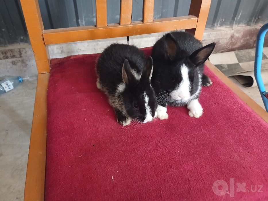 Karlik tikka quloq panda va germilin