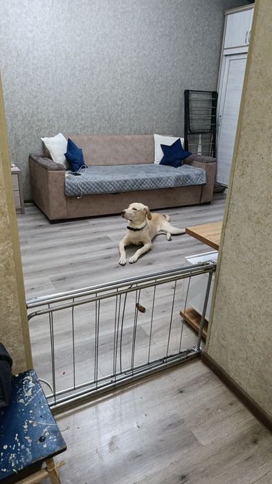 Отдам в  добрые руки