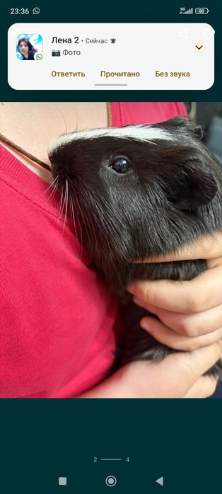 Морская свинка мальчик