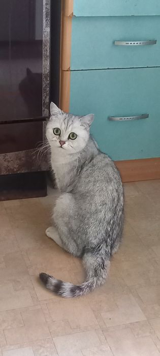 Продам кошку стерилизованную