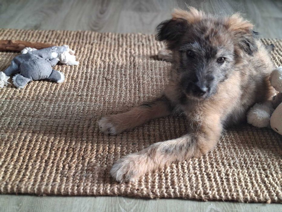 Donez catelusa metis 4 luni