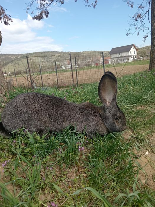 Iepuri maturi si pui deparazitati si vaccinati