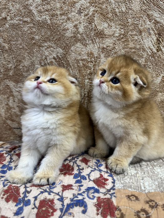 Продаются котята. Британские. Шотланские фолд