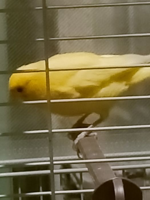 Кенр  поющий  молодой