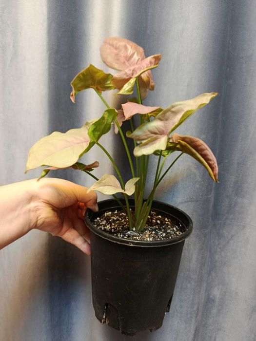 Сингониум Пинк в горшке с грунтом