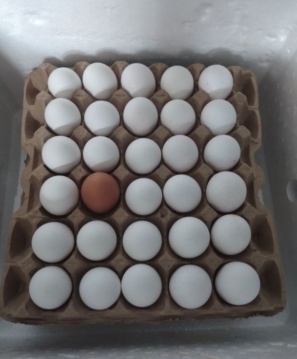 Яйцо домашних курей