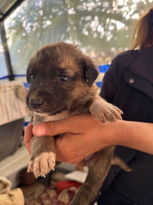 Животные собаки щенки