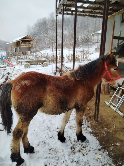 Mânz semigreu de 9 luni