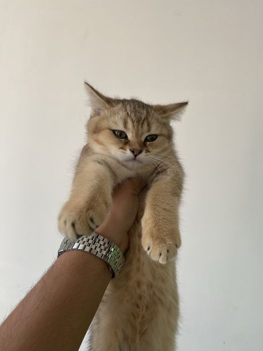 Бритиш шиншила сотилади