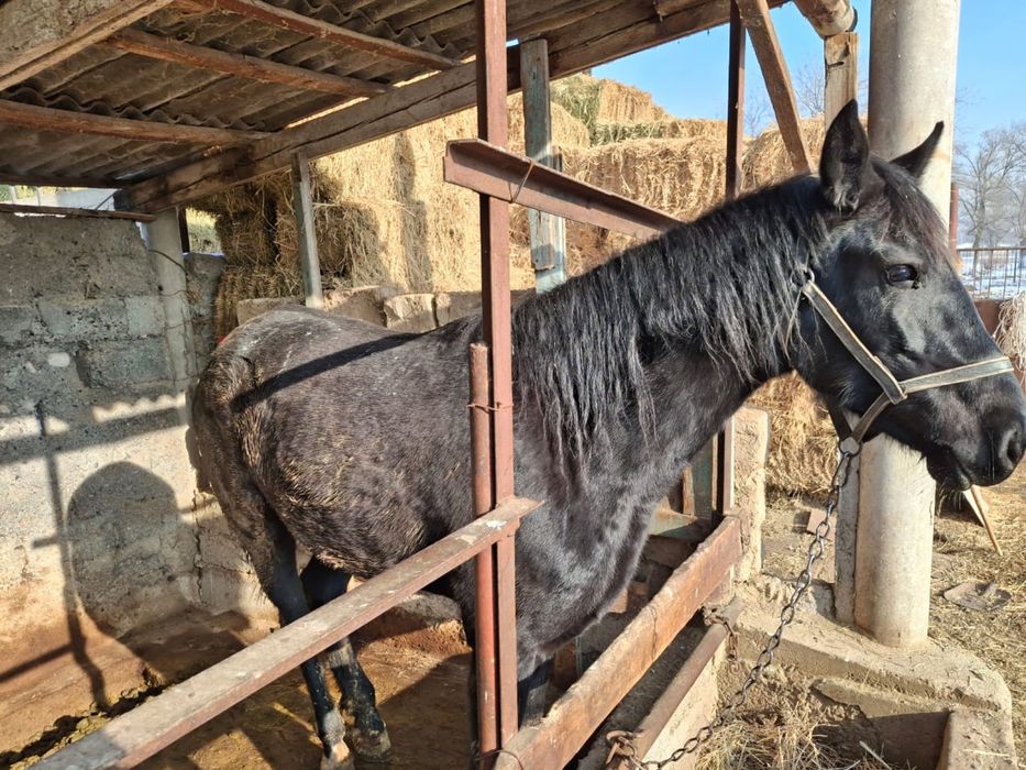 Байтал сатылады. …….