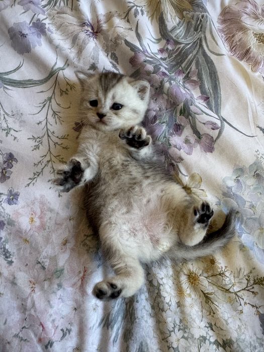 Продаются котята скоттиш-фолд скотиш страйт